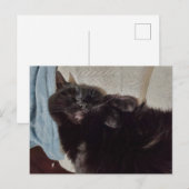 Napping Black Cat Postkarte (Vorne/Hinten)