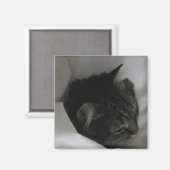 Napping Cat Magnet (Vorderseite/Rückseite)