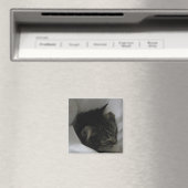 Napping Cat Magnet (In Situ (Geschirrspüler))