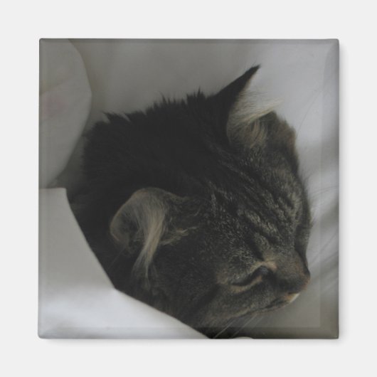 Napping Cat Magnet (Vorne)