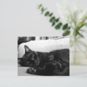 Napping Cat Postkarte (Stehend Vorderseite)