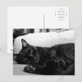 Napping Cat Postkarte (Vorne/Hinten)