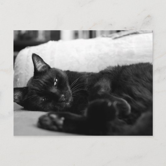 Napping Cat Postkarte (Vorderseite)