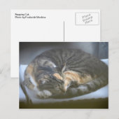 Napping Cat Postkarte (Vorne/Hinten)
