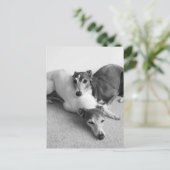 Napping Italian Greyhounds Postkarte (Stehend Vorderseite)
