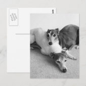 Napping Italian Greyhounds Postkarte (Vorne/Hinten)
