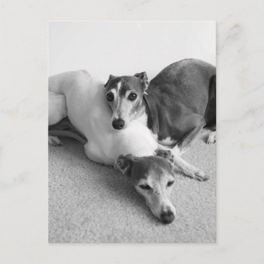 Napping Italian Greyhounds Postkarte (Vorderseite)