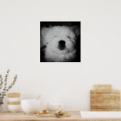 Napping Maltipoo Poster (Küche)