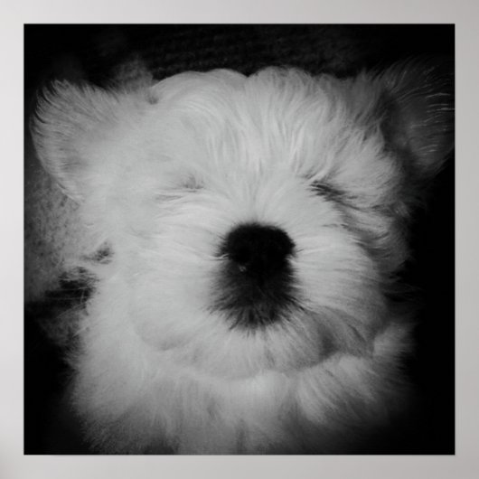 Napping Maltipoo Poster (Vorne)