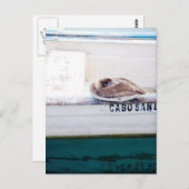 Napping Pelican Postkarte (Vorne/Hinten)