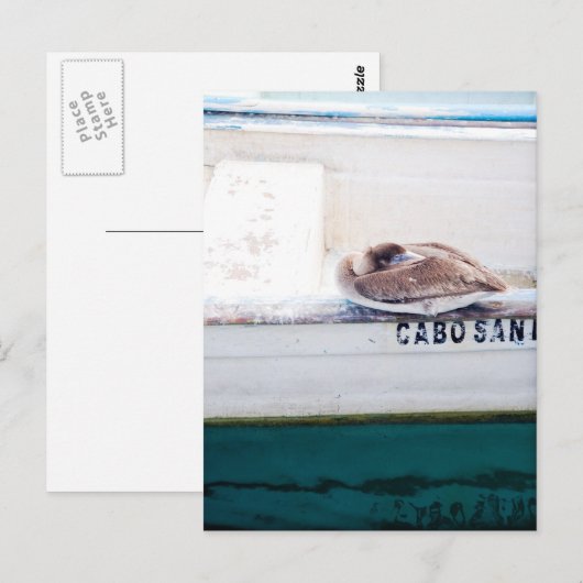 Napping Pelican Postkarte (Vorne/Hinten)