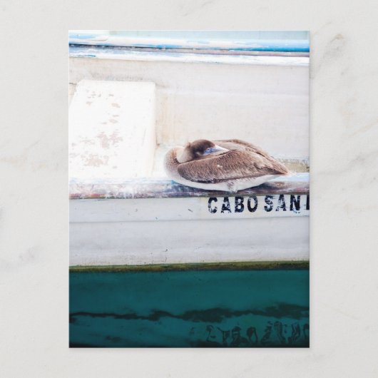 Napping Pelican Postkarte (Vorderseite)