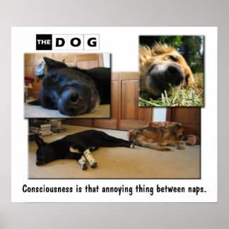 Napping Poster