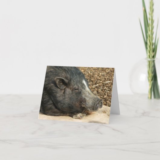 Napping Pot-Bellied Pig Card Karte (Vorderseite)