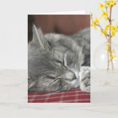 Napping Tabby Cat Notecard Karte (Gelbe Blume)