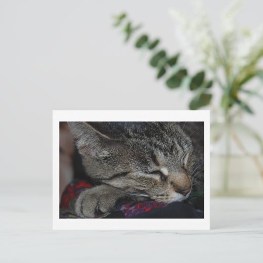 Napping Tabby Postcard Postkarte (Stehend Vorderseite)