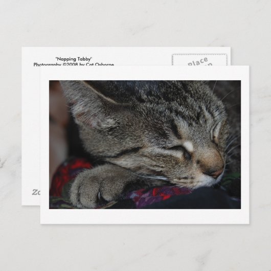 Napping Tabby Postcard Postkarte (Vorne/Hinten)
