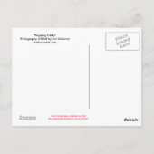 Napping Tabby Postcard Postkarte (Rückseite)