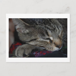 Napping Tabby Postcard Postkarte