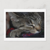 Napping Tabby Postcard Postkarte (Vorderseite)
