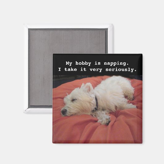 Napping Westie Foto Magnet (Vorderseite/Rückseite)