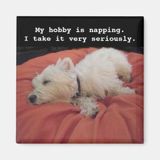 Napping Westie Foto Magnet