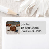 Napping Wild Ponies im Nationalpark Assateague (Insitu)