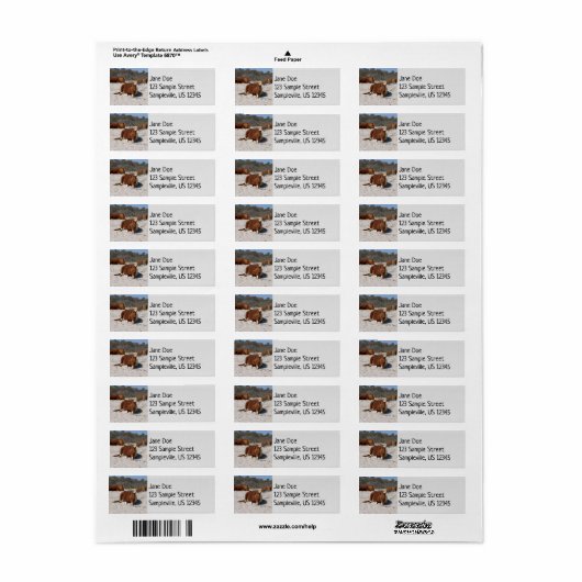 Napping Wild Ponies im Nationalpark Assateague (Vorne)