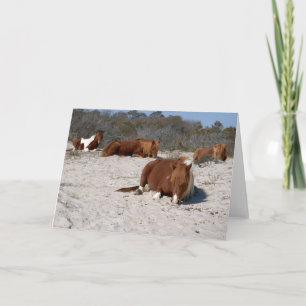 Napping Wild Ponies im Nationalpark Assateague Karte