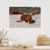 Napping Wild Ponies im Nationalpark Assateague Poster (Küche)