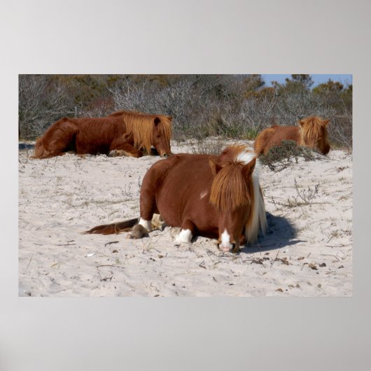 Napping Wild Ponies im Nationalpark Assateague Poster (Vorne)