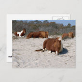 Napping Wild Ponies im Nationalpark Assateague Postkarte (Vorne/Hinten)