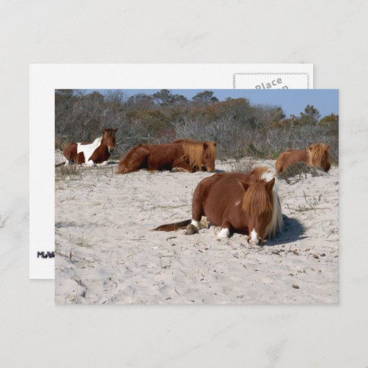Napping Wild Ponies im Nationalpark Assateague Postkarte (Vorne/Hinten)