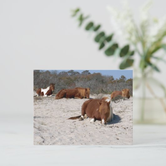 Napping Wild Ponies im Nationalpark Assateague Postkarte (Stehend Vorderseite)