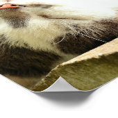 NAPPKITÄT POSTER (Ecke)