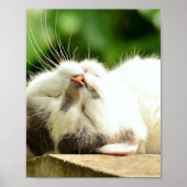 NAPPKITÄT POSTER (Vorne)