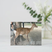 Nara Japan Deer Postcard Postkarte (Stehend Vorderseite)