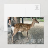 Nara Japan Deer Postcard Postkarte (Vorne/Hinten)