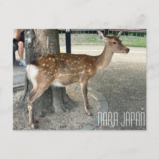 Nara Japan Deer Postcard Postkarte (Vorderseite)