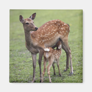 Nara-Präfektur, Honshu, Japan 2 Magnet