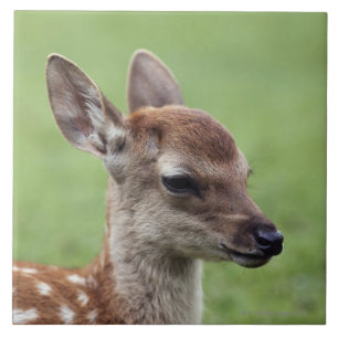Nara-Präfektur, Honshu, Japan Fliese