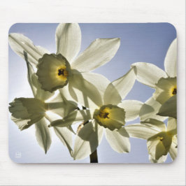 Narcissen die bloeien met een lente blauwe lucht  mousepad