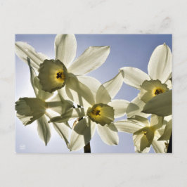 Narcissen die bloeien met een lente blauwe lucht postkarte