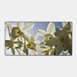 Narcissen die bloeien met een lente blauwe lucht schreibtischunterlage