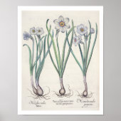 Narcissi: 1.Narcissus maximus medio purpureus; 2.N Poster (Vorne)