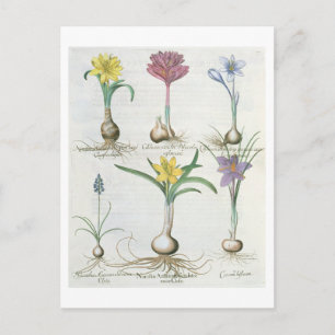 Narcissi, Crocuses und Hyacinth: 1.Narcissus autum Postkarte
