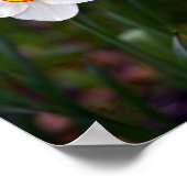 Narcissus Blume Poster (Ecke)