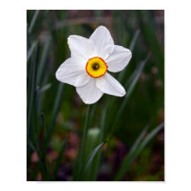 Narcissus Blume Poster
