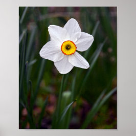 Narcissus Blume Poster