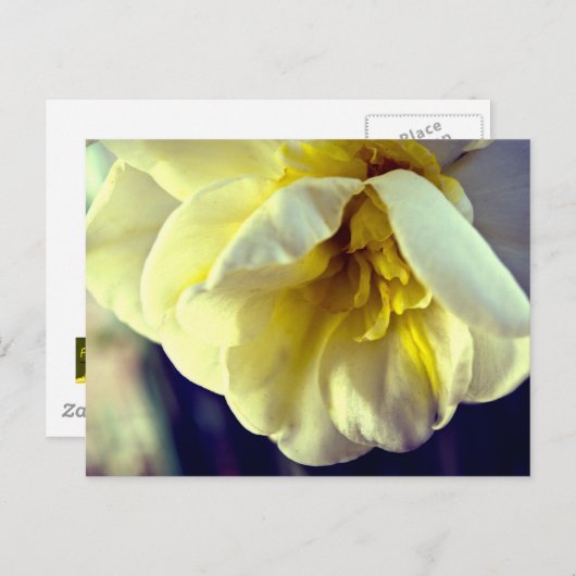 Narcissus Daffodil Postkarte (Vorne/Hinten)